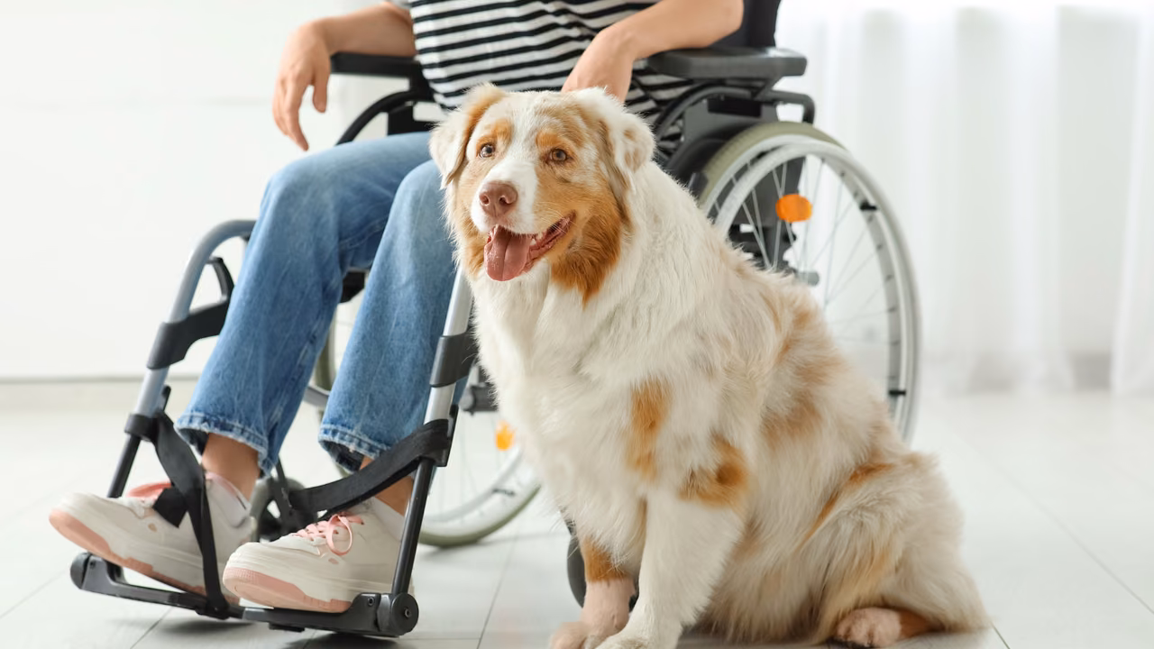 Australian shepherd sitting beside its owner's wheelchair, PSD letter in Hawaii