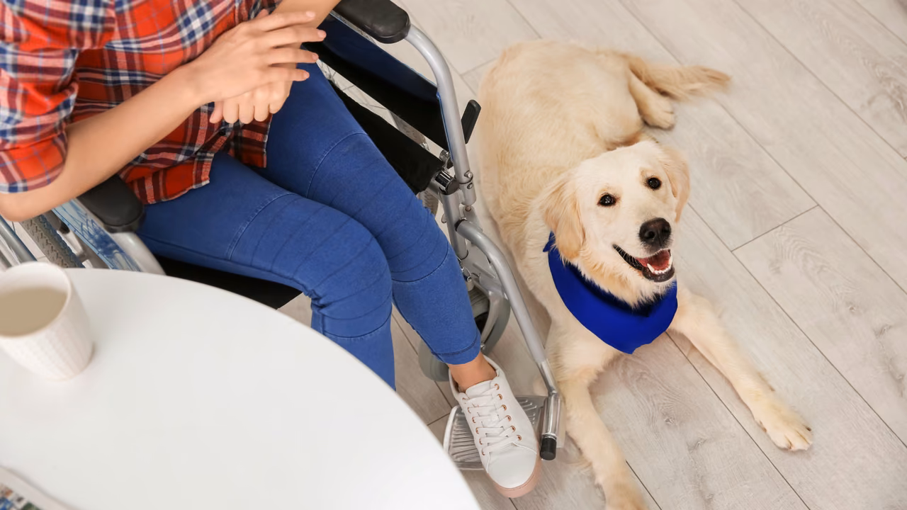 Golden retriever service dog lying beside its owner's wheelchair, PSD letter in Idaho