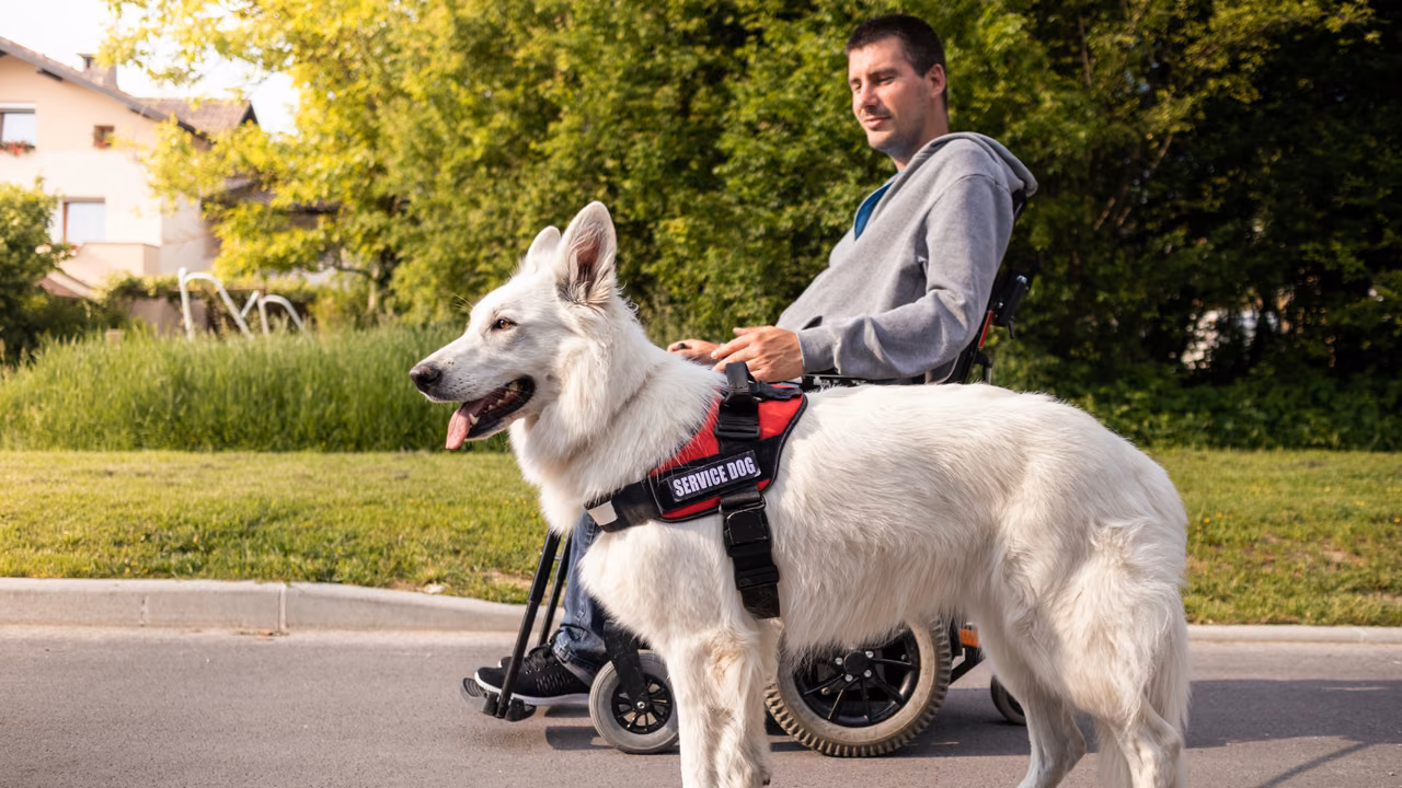 Man in a wheelchair out on a walk with his white shepherd service dog, PSD letter in Illinois