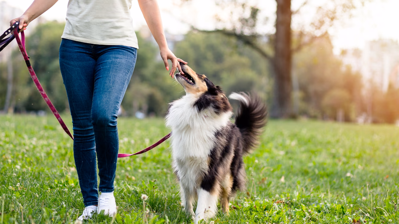 Woman walking her border collie on a leash in a park, PSD letter in Iowa