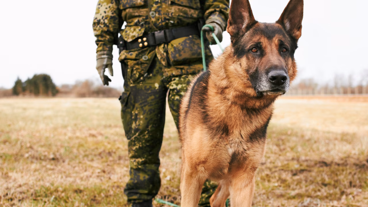 Soldier standing with his German shepherd, PSD letter in Kansas
