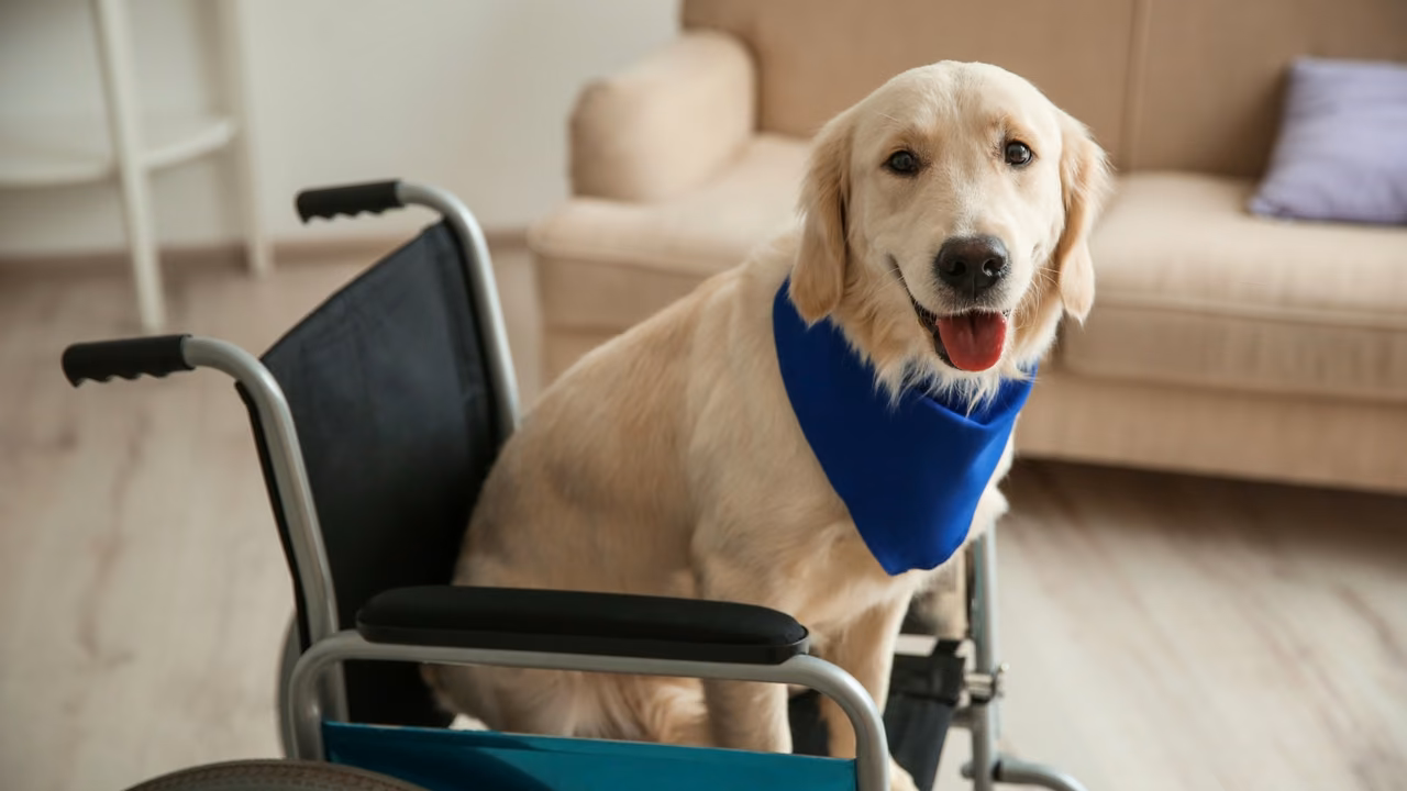 Golden retriever service dog next to a wheelchair at home, PSD letter in Louisiana