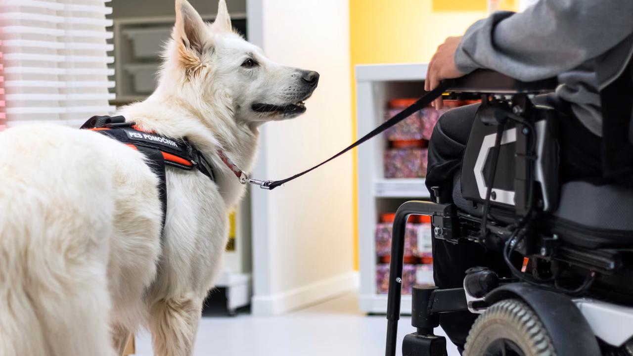 White shepherd service dog on a leash beside a power wheelchair, PSD letter in Maine