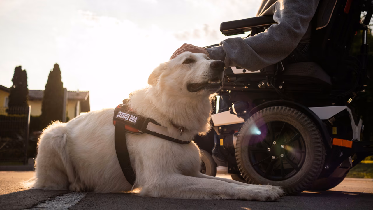 Service dog resting beside its owner's power wheelchair at sunset, PSD letter in Massachusetts