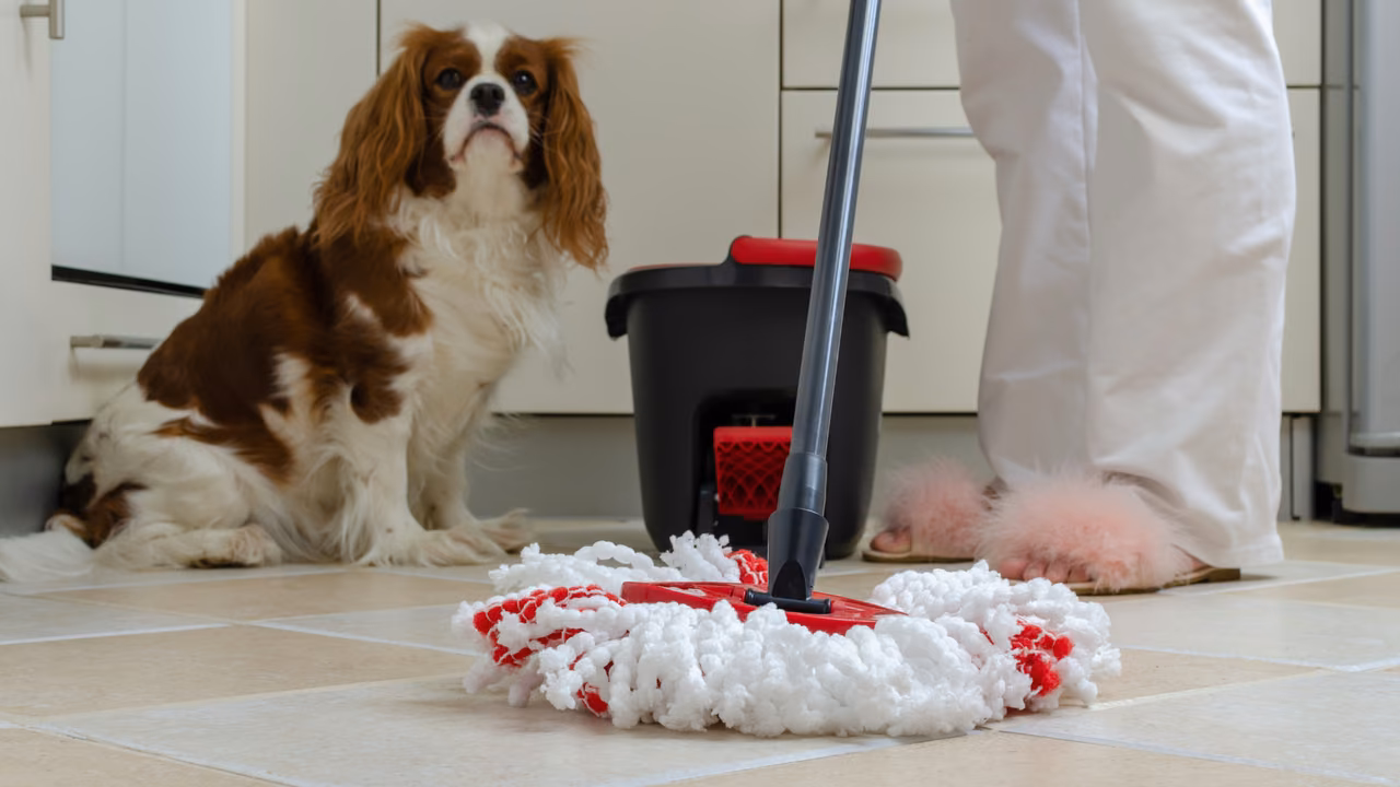 Cavalier King Charles spaniel sitting near its owner at home, PSD letter in Minnesota