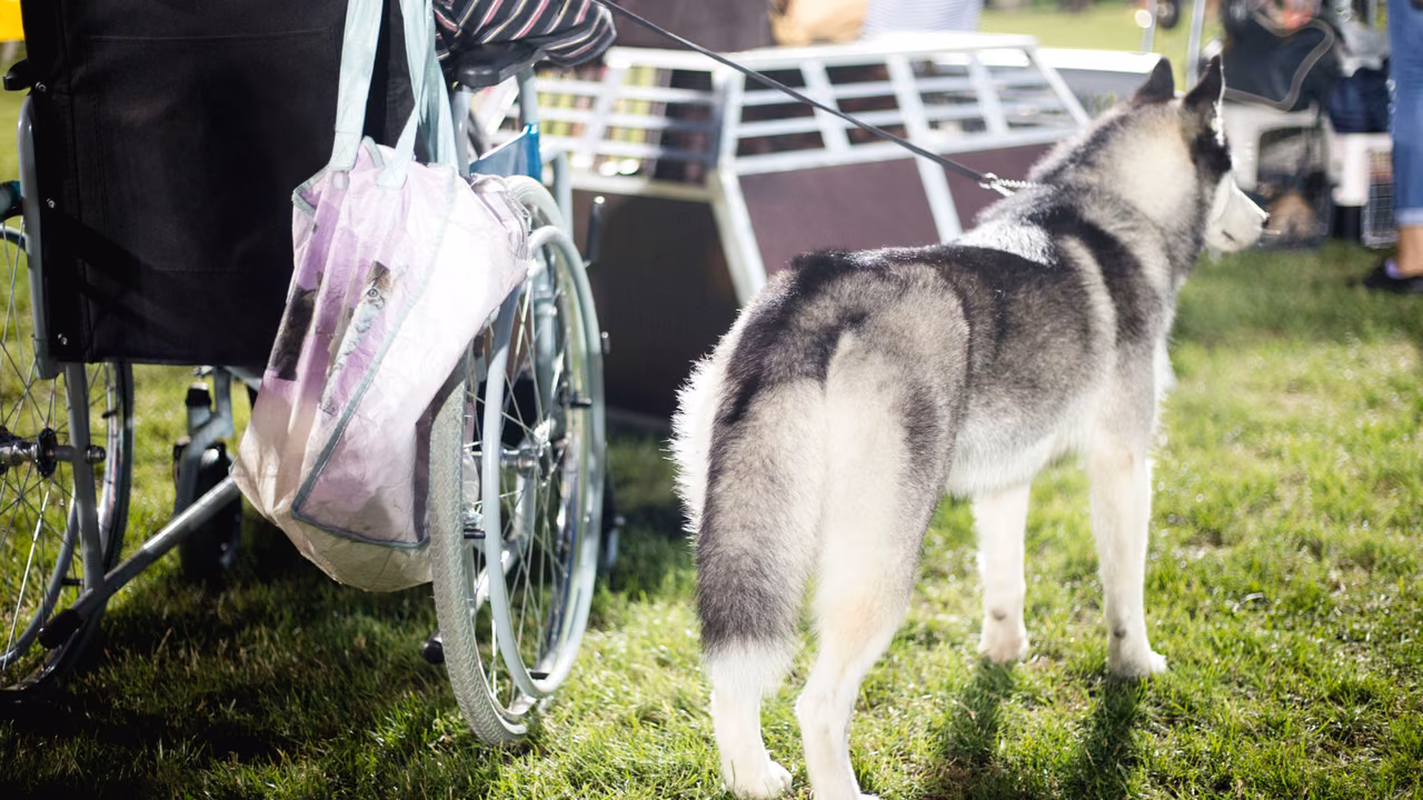Husky standing next to a wheelchair outdoors, PSD letter in Missouri