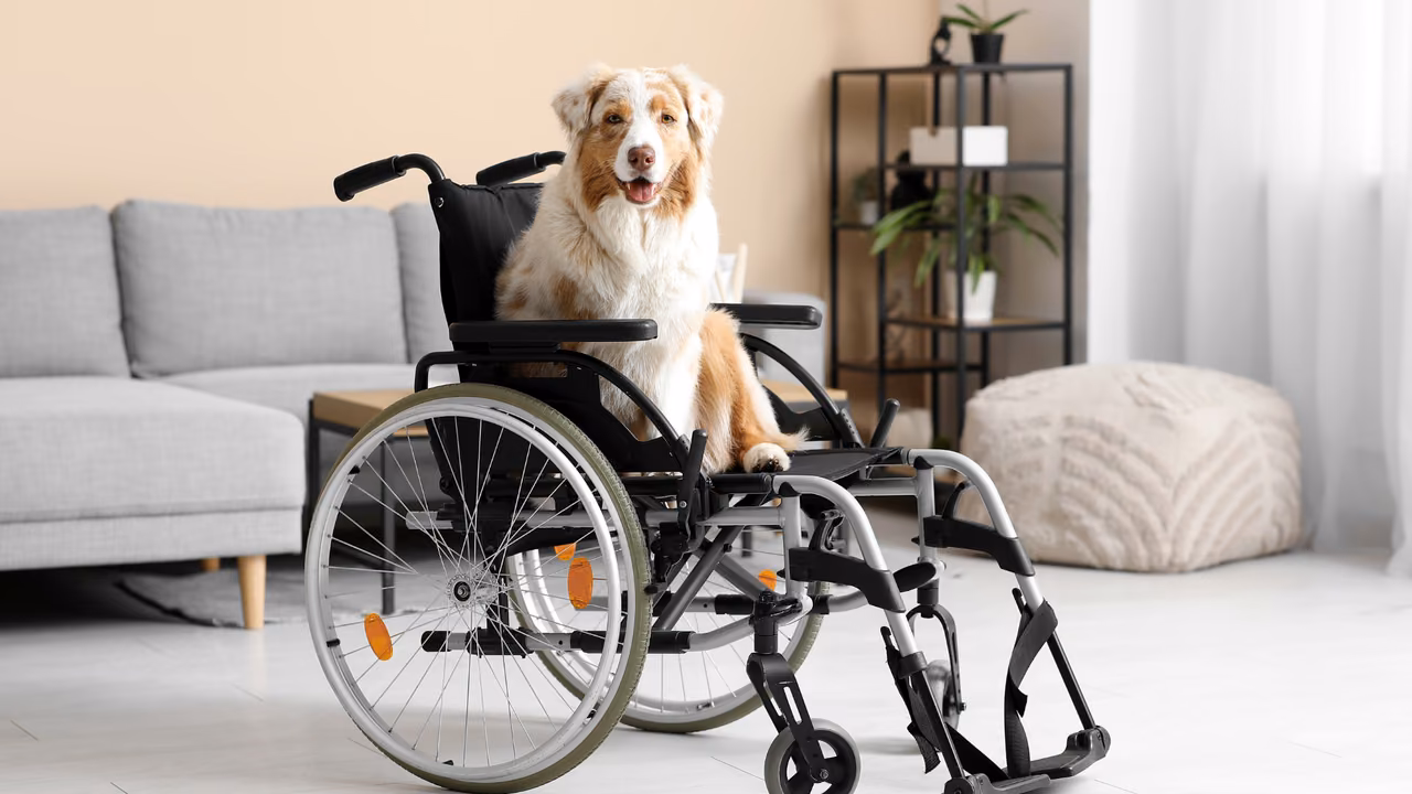Australian shepherd sitting in a wheelchair at home, PSD letter in Montana