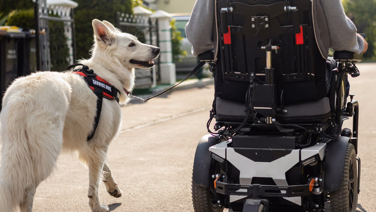 White shepherd service dog walking beside a power wheelchair, PSD letter in Nebraska