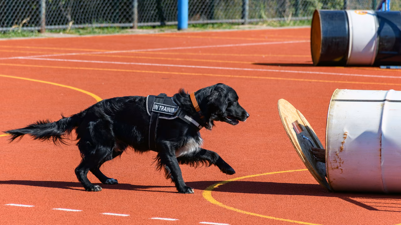 Black spaniel in an In Training vest on a sports track, PSD letter in New Jersey
