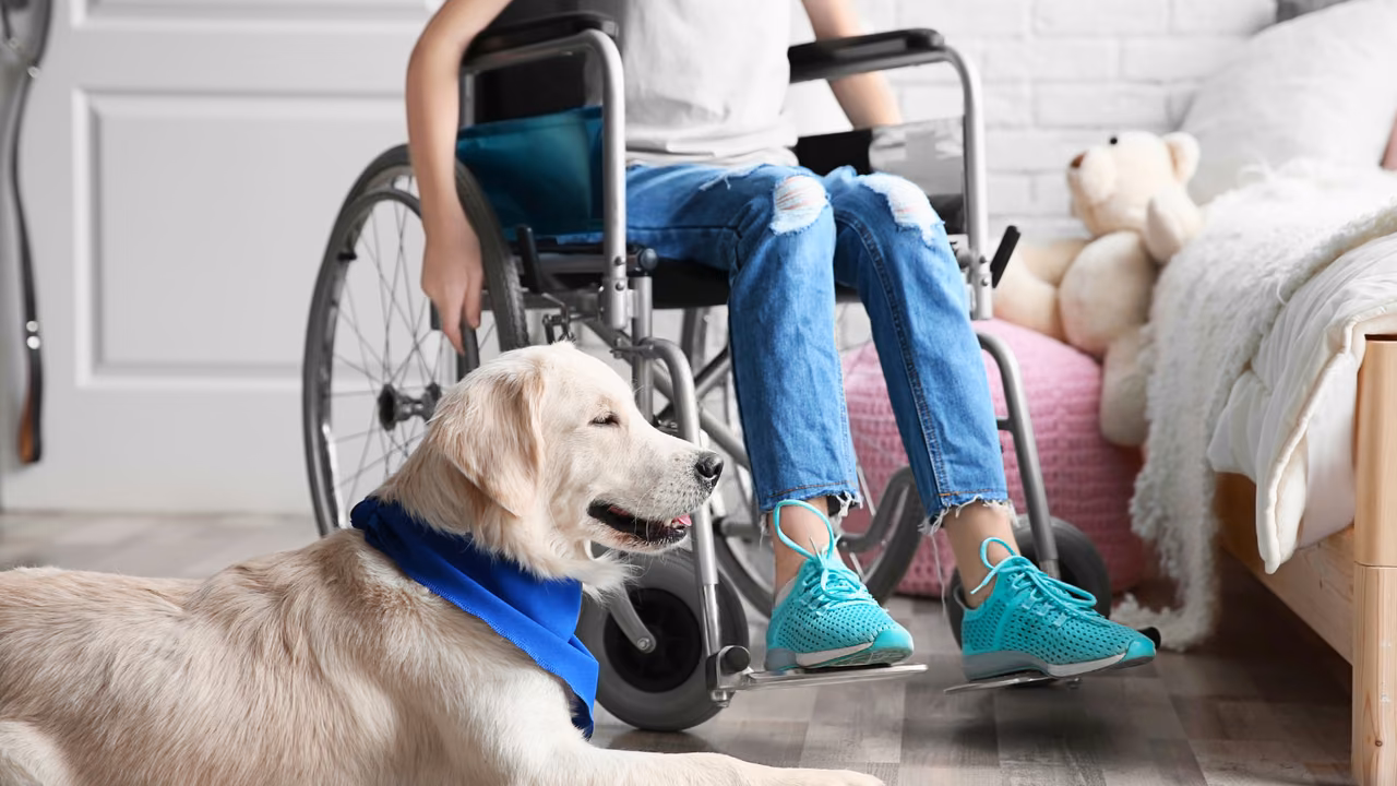 Golden retriever resting beside its owner's wheelchair in a bedroom, PSD letter in New Mexico
