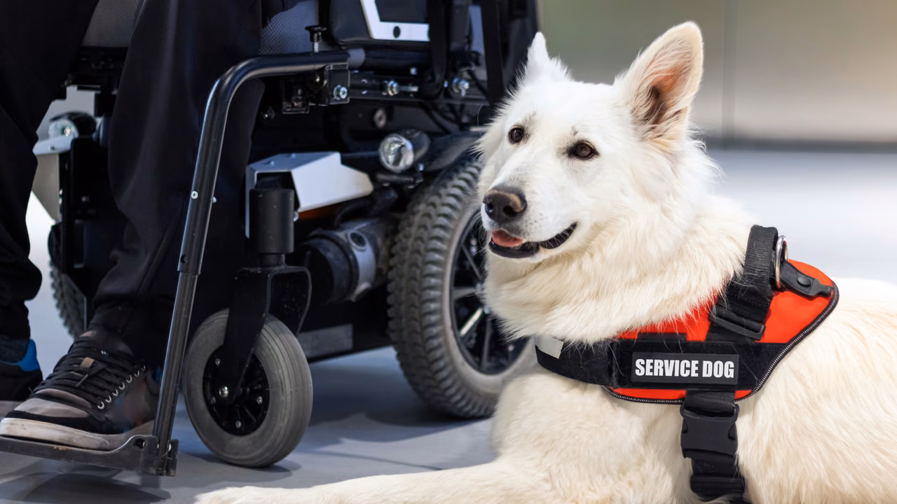 White shepherd in a Service Dog vest beside a power wheelchair, PSD letter in New York