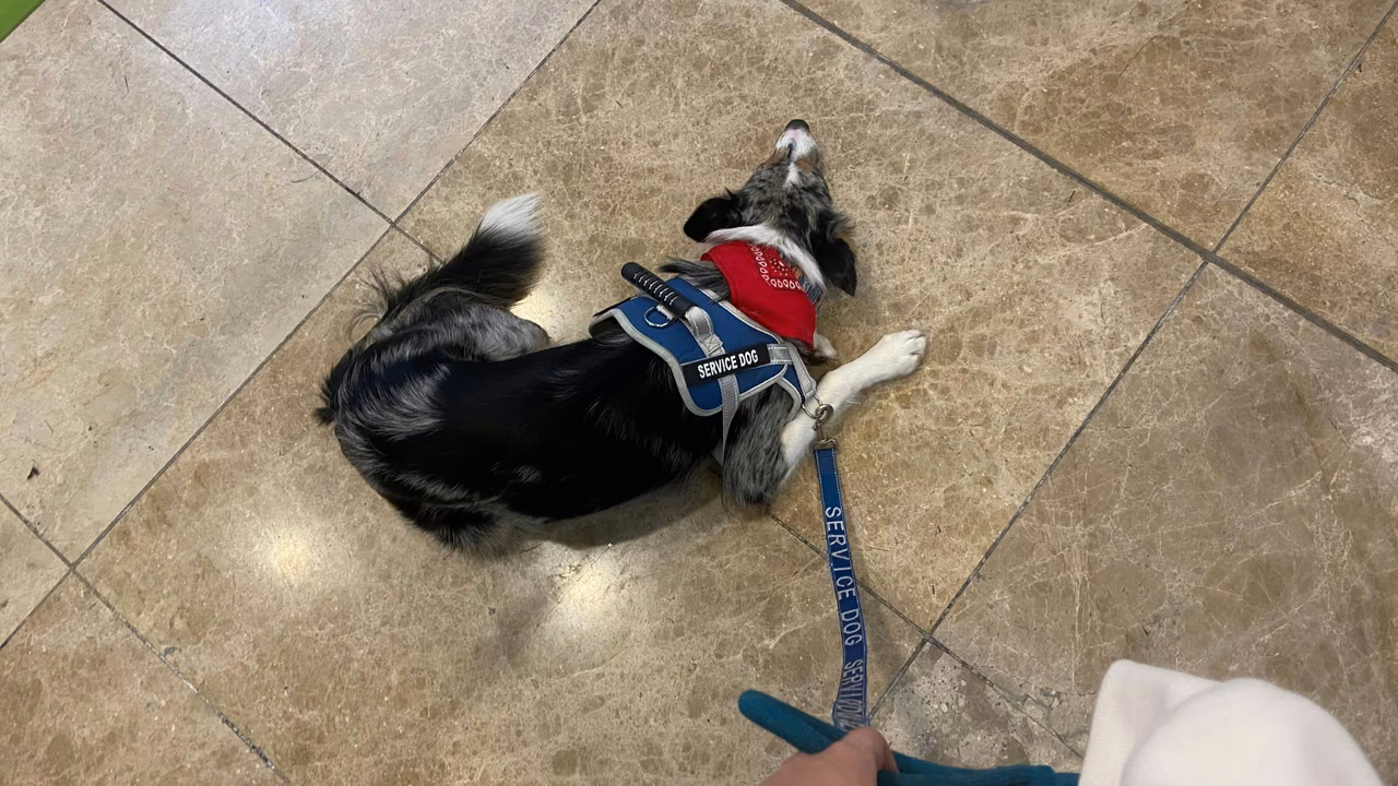 Small dog in a service vest lying on a tile floor, PSD letter in North Dakota