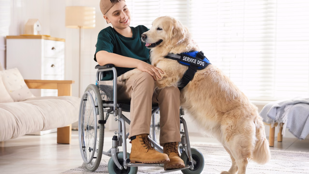 Young man in a wheelchair hugging his golden retriever service dog, PSD letter online