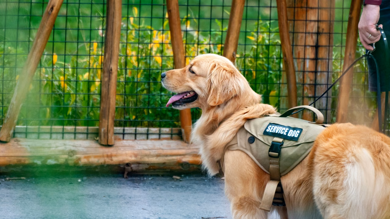 Golden retriever in a Service Dog vest outdoors, PSD letter in Oregon