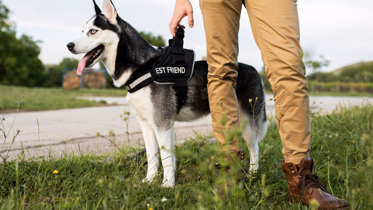 Husky in a harness standing with its handler, PSD letter in South Dakota