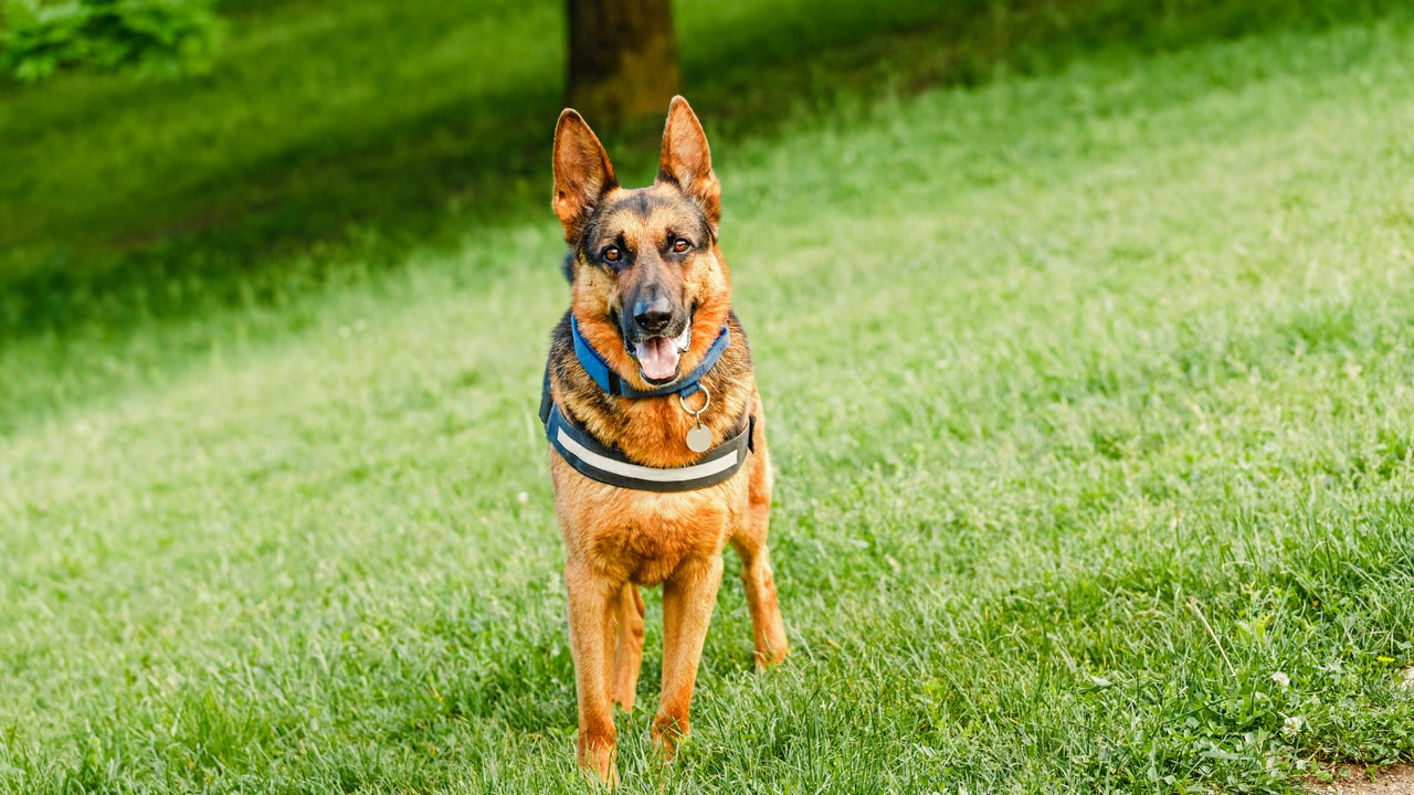 German shepherd in a harness standing on the grass, PSD letter in Vermont