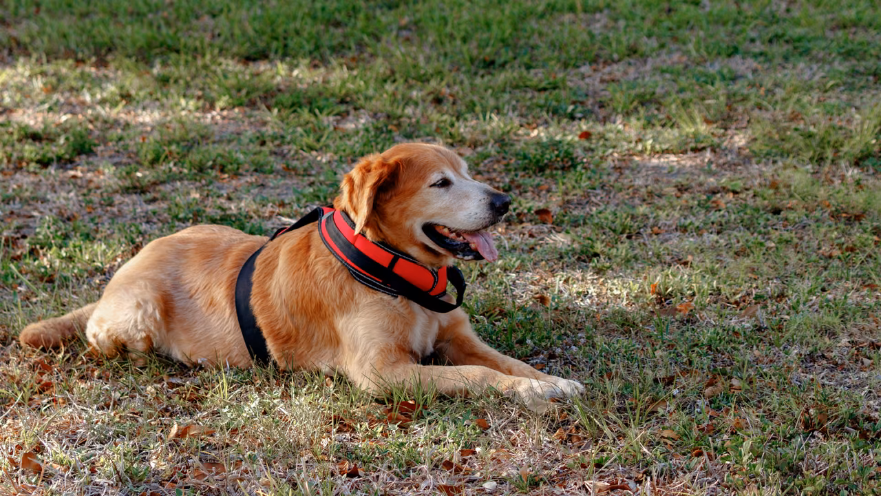 Golden retriever in a red harness lying on the grass, PSD letter in Washington