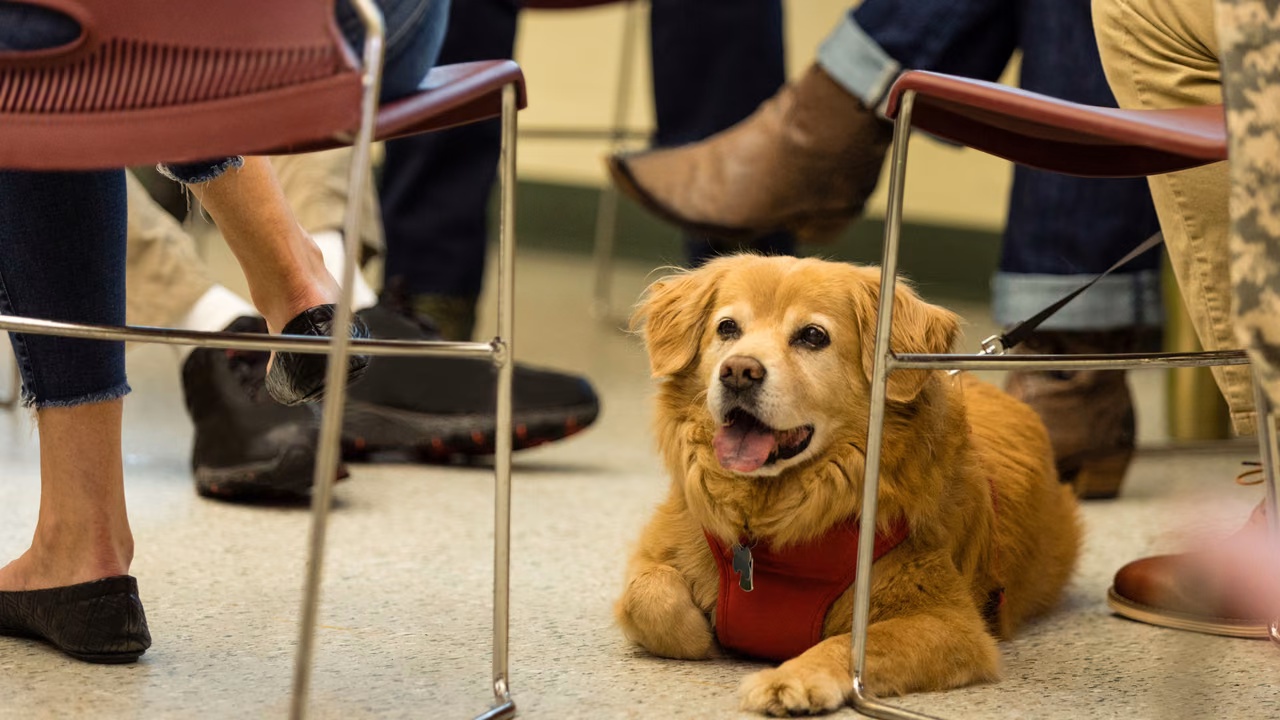 Dog in a red vest lying quietly under its owner's chair, PSD letter in West Virginia