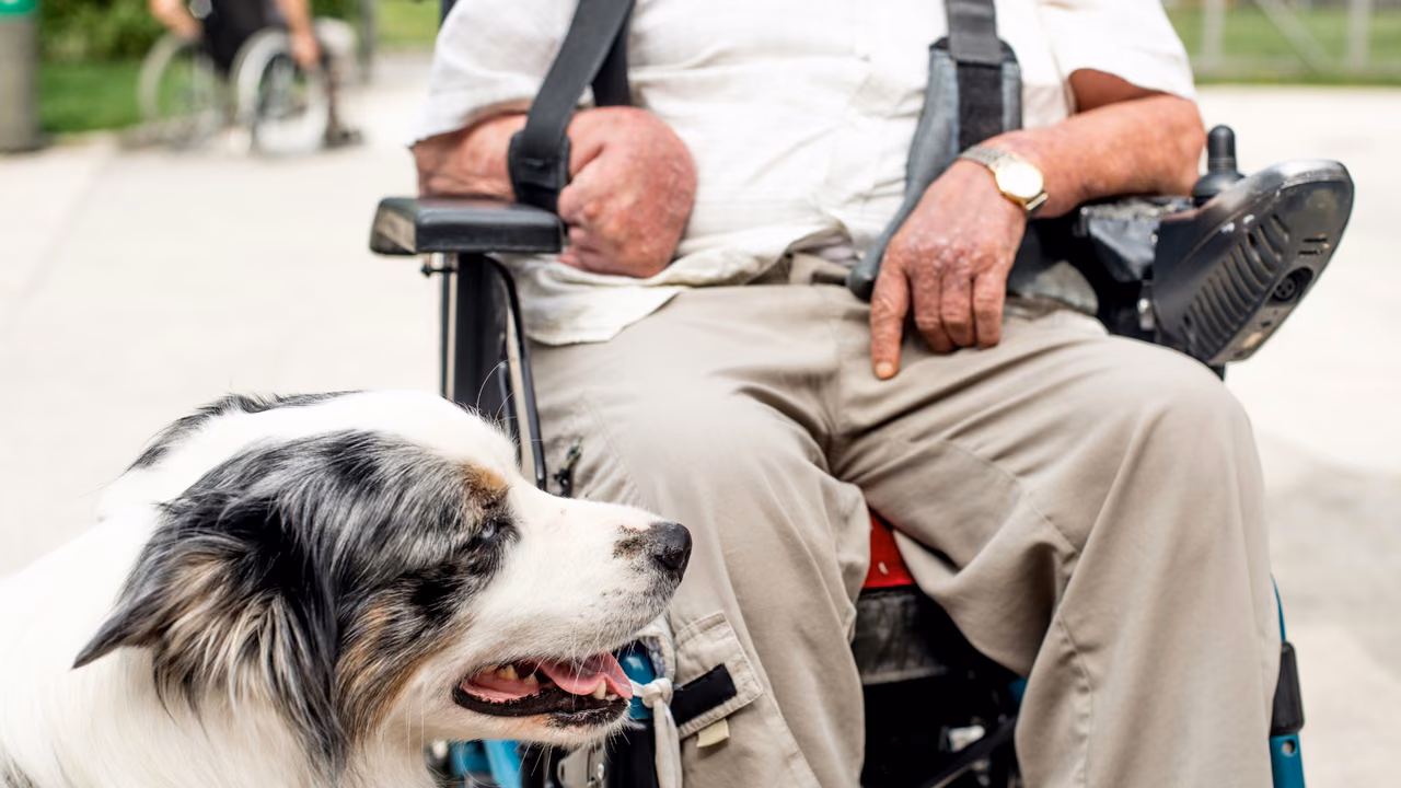 Australian shepherd beside a man in a wheelchair, PSD letter in Wisconsin