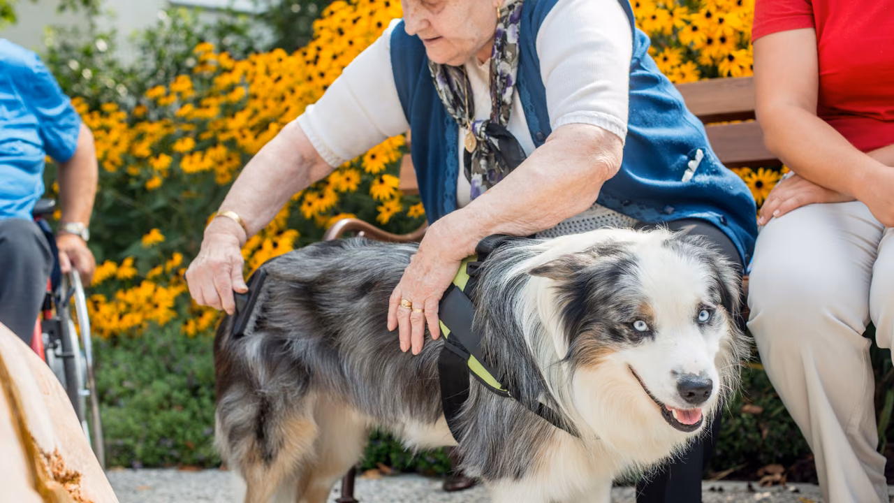Older woman petting an Australian shepherd in a garden, PSD letter in Wyoming