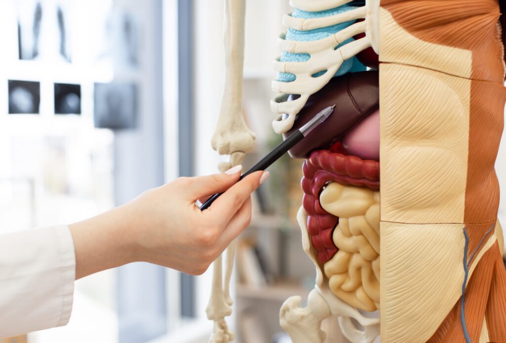 Top Tips to Boost and Restore Your Gut Microbiome