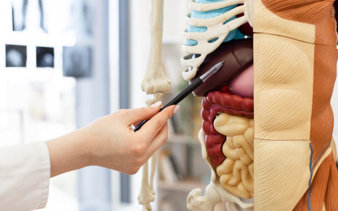 Top Tips to Boost and Restore Your Gut Microbiome
