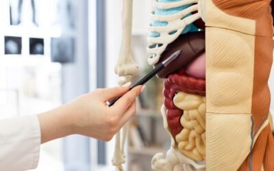 Top Tips to Boost and Restore Your Gut Microbiome