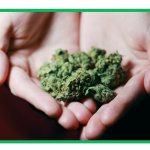 Some of the Challenges Patients Face when They Need to Apply for a Medical Marijuana Card When Moving to Another State
