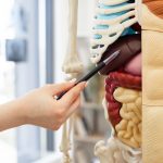 Top Tips to Boost and Restore Your Gut Microbiome